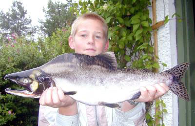 Hvor gyter russerlaksen i Norge?